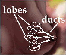 diagram of lobes and ducts