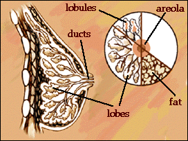 general diagram of breast parts
